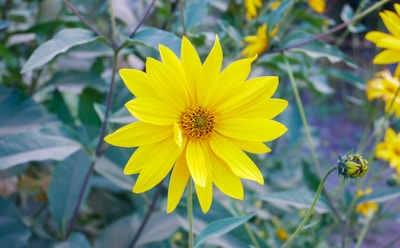 a close up of a yellow flower in a field