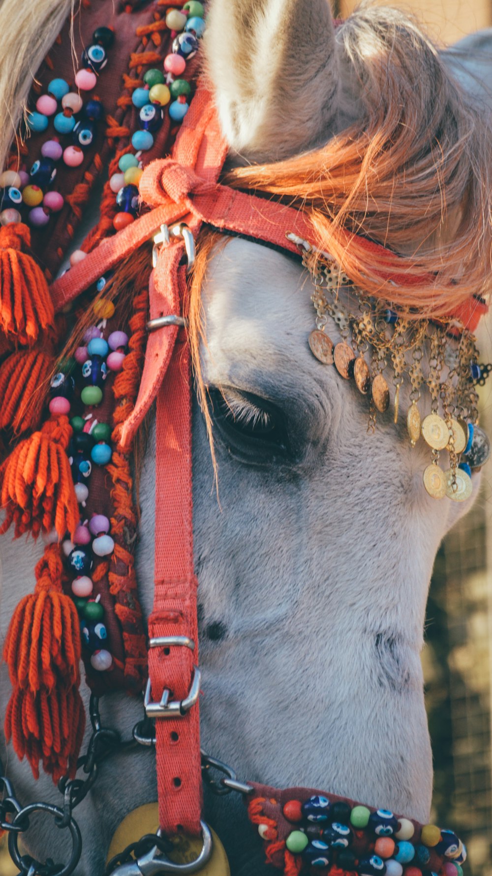 a close up of a horse wearing a colorful head piece