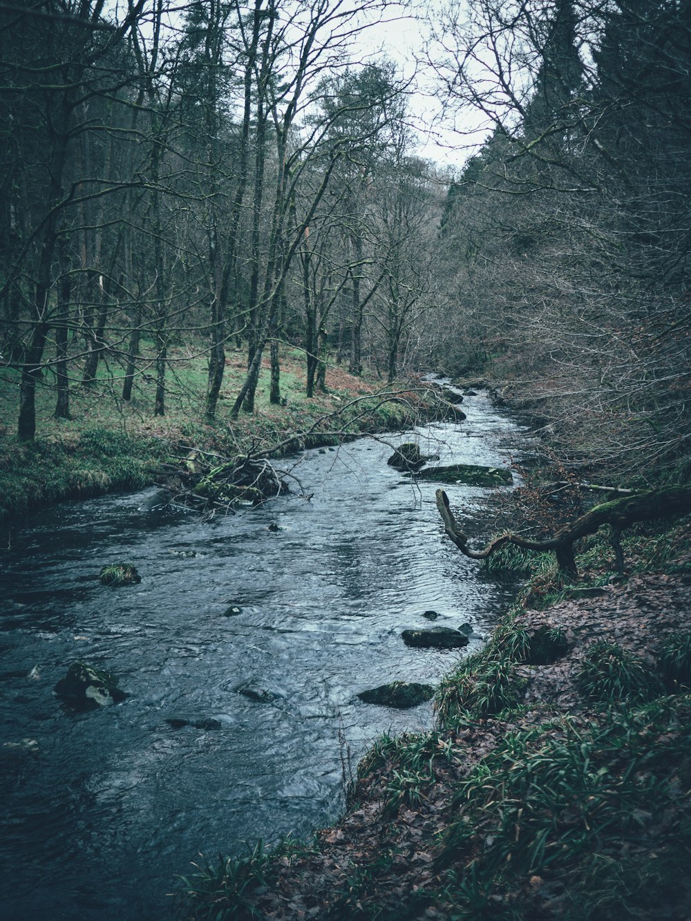 a stream running through a forest filled with trees
