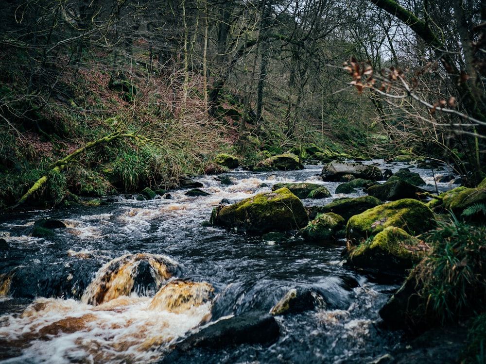 a river running through a lush green forest