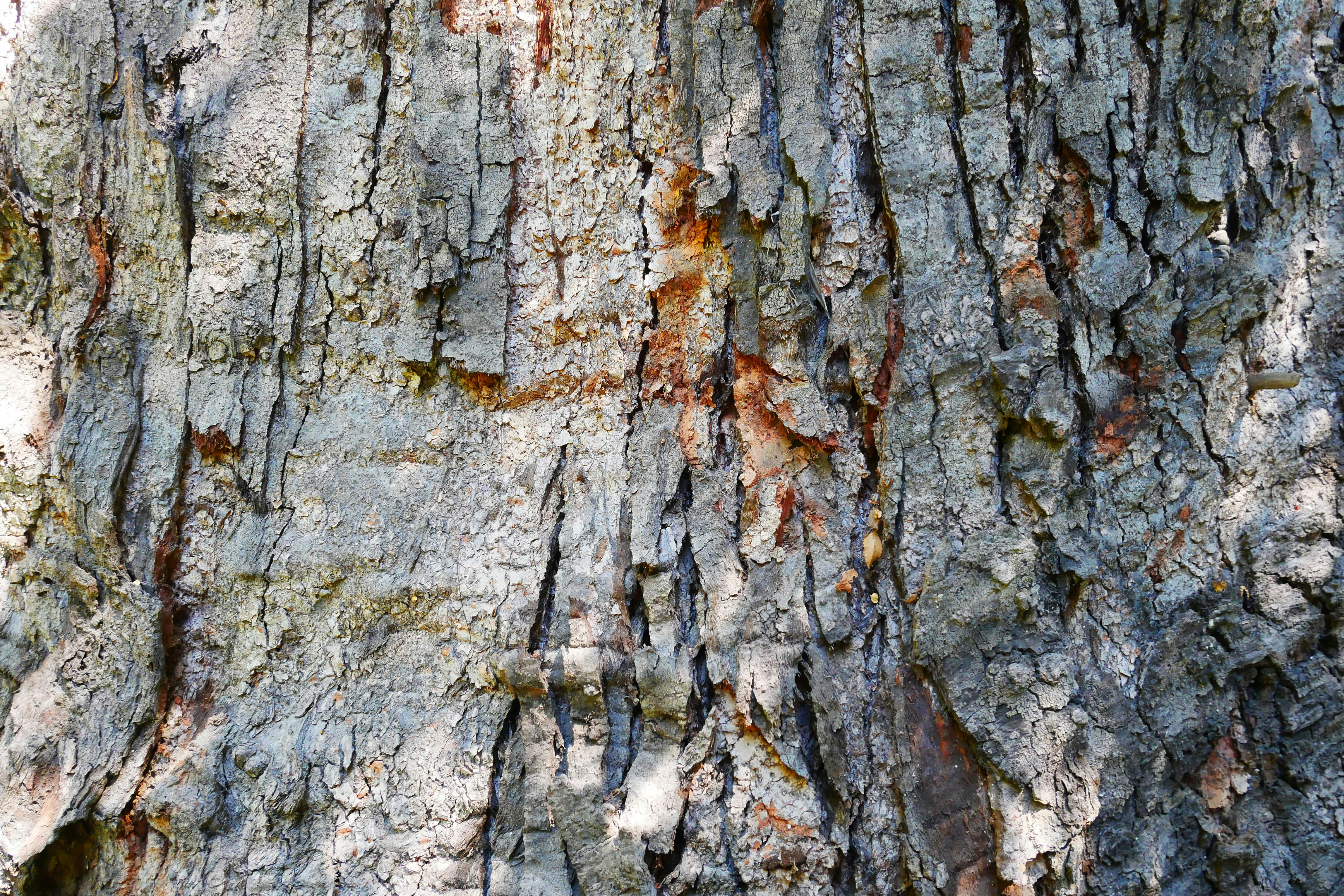 Photo by paoalchapar