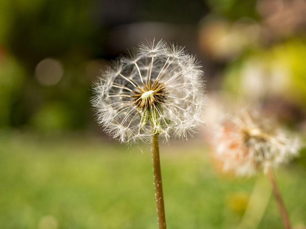 a dandelion is blowing in the wind on a sunny day