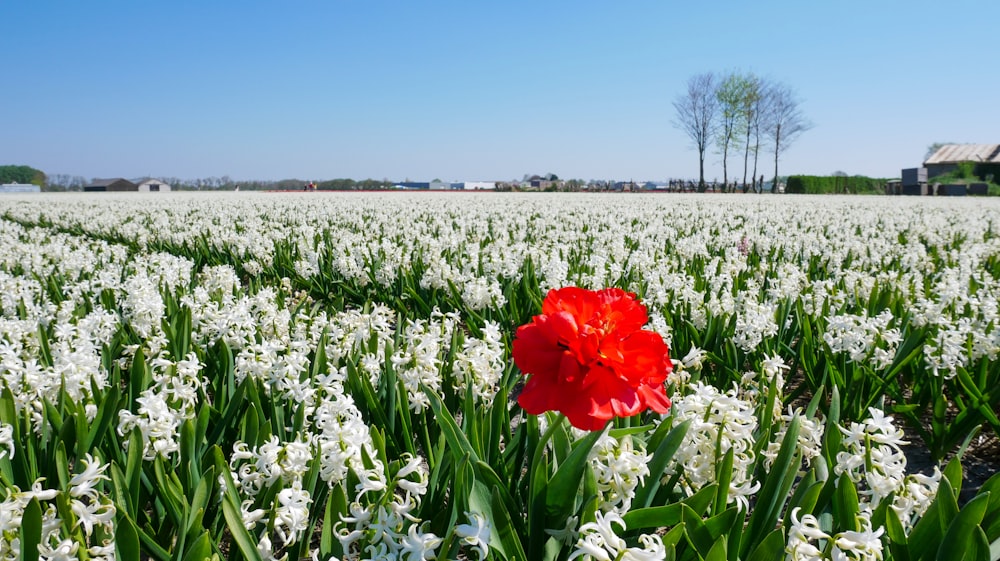 a single red flower in a field of white flowers