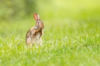a small rabbit is sitting in the grass