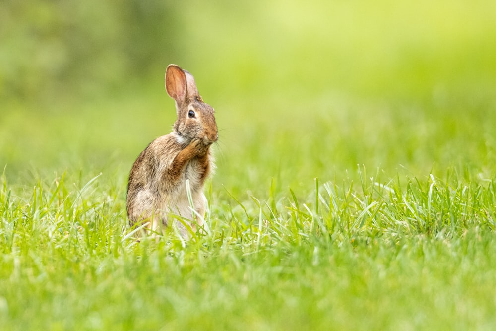 작은 토끼가 풀밭에 앉아있다.