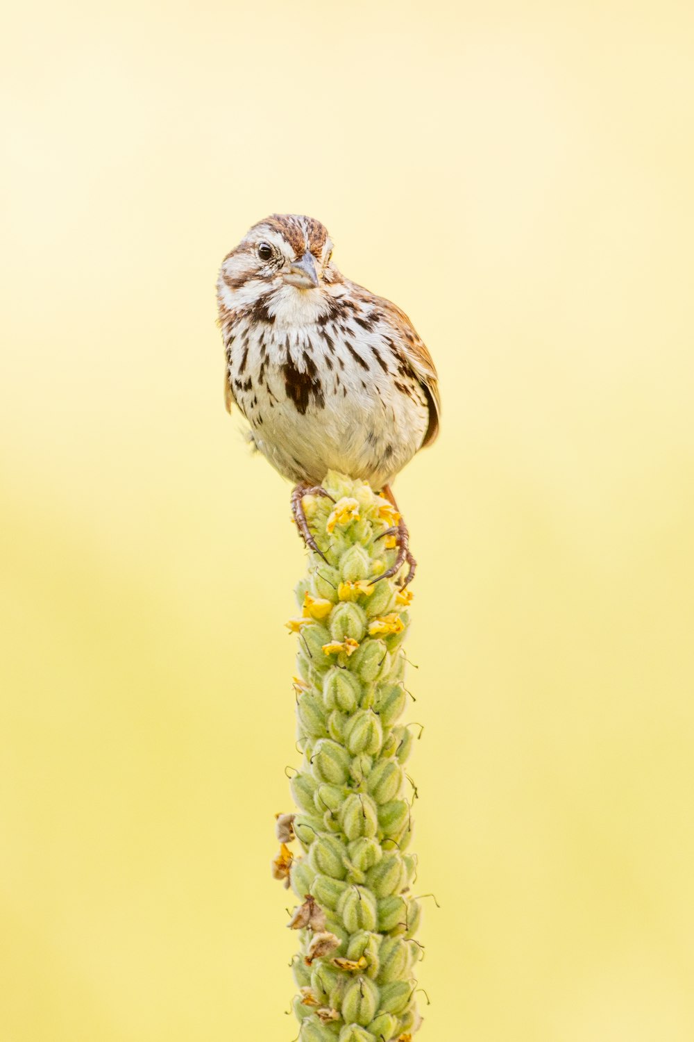 a small bird sitting on top of a flower