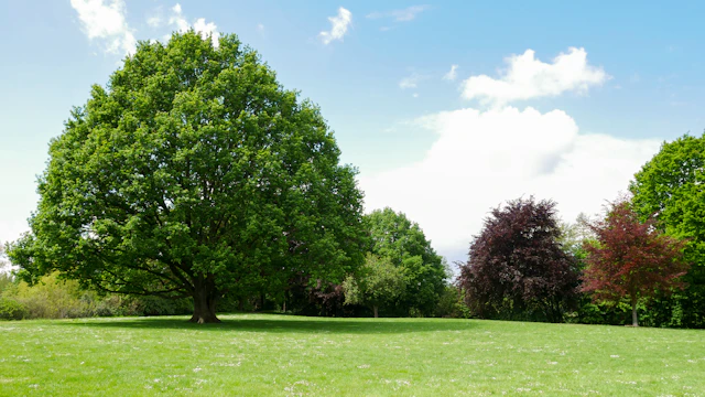 Garry Oaks and Cattle Point at Uplands Park
