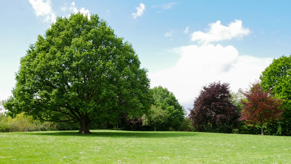 a grassy field with trees in the background