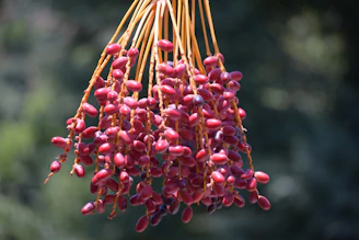 Close-up of fresh dates still on their branches, glistening under soft light.