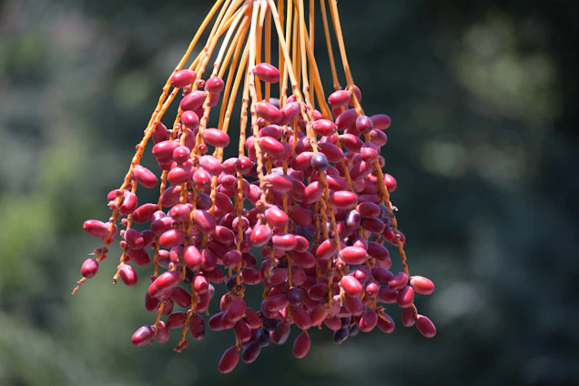 A cluster of ripe, reddish-purple dates hangs from light brown stems against a blurred natural background.