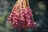 A cluster of ripe, reddish-purple dates hangs from light brown stems against a blurred natural background.