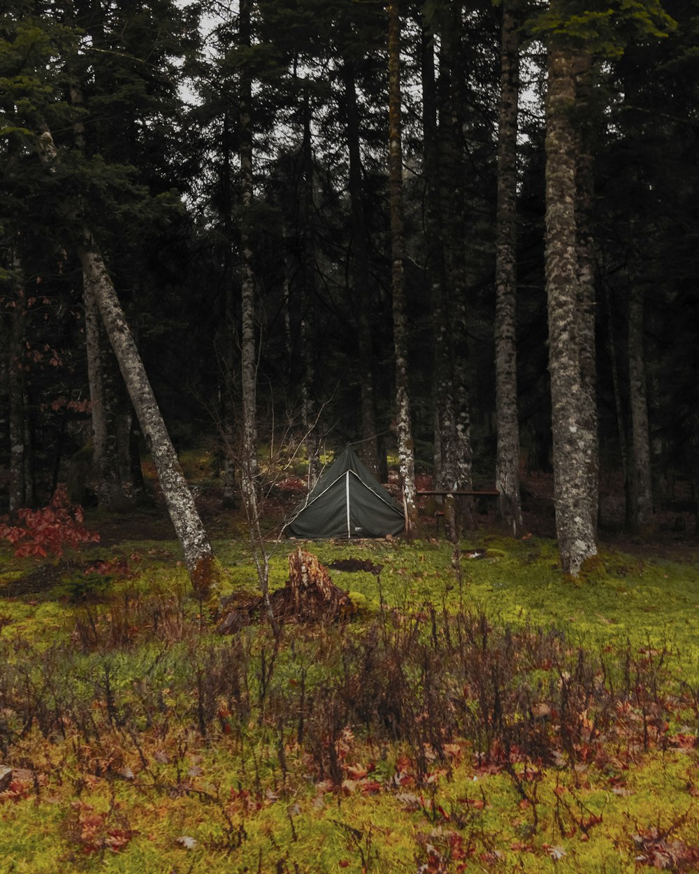 a tent in the middle of a forest