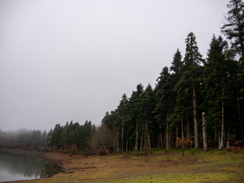 a foggy day at a lake surrounded by trees
