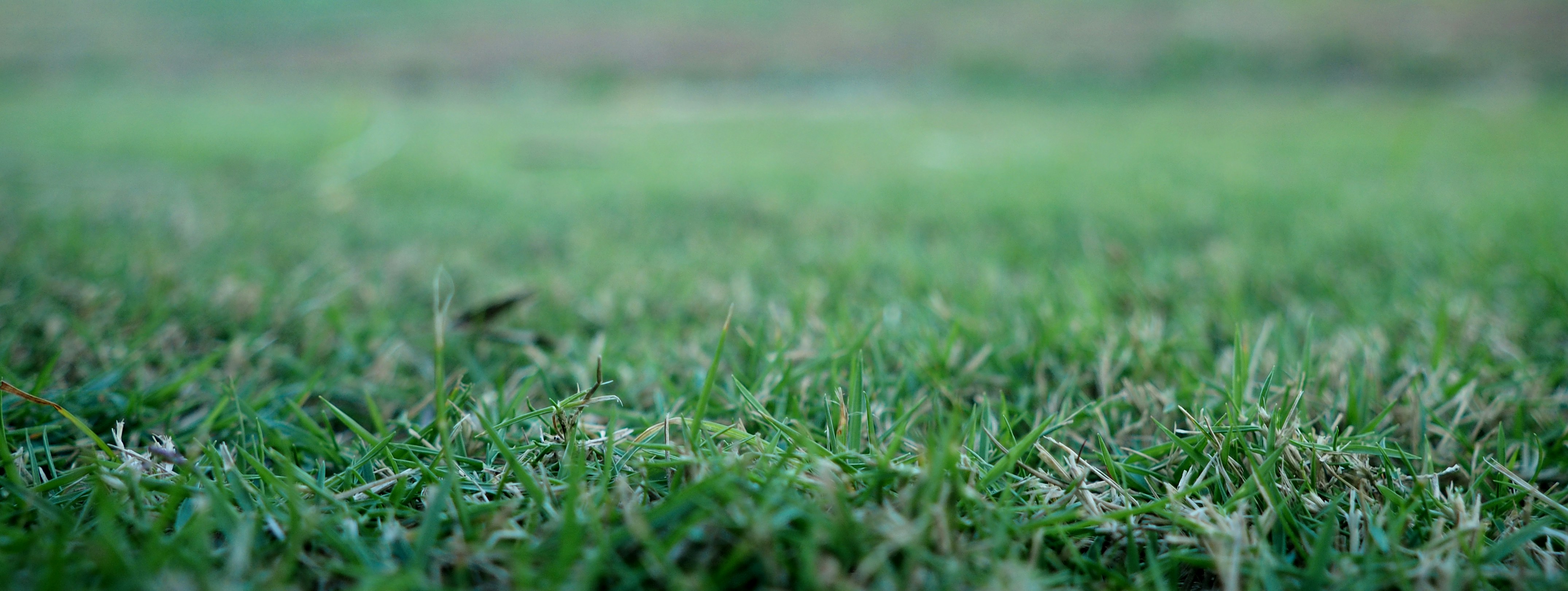 Green Grass