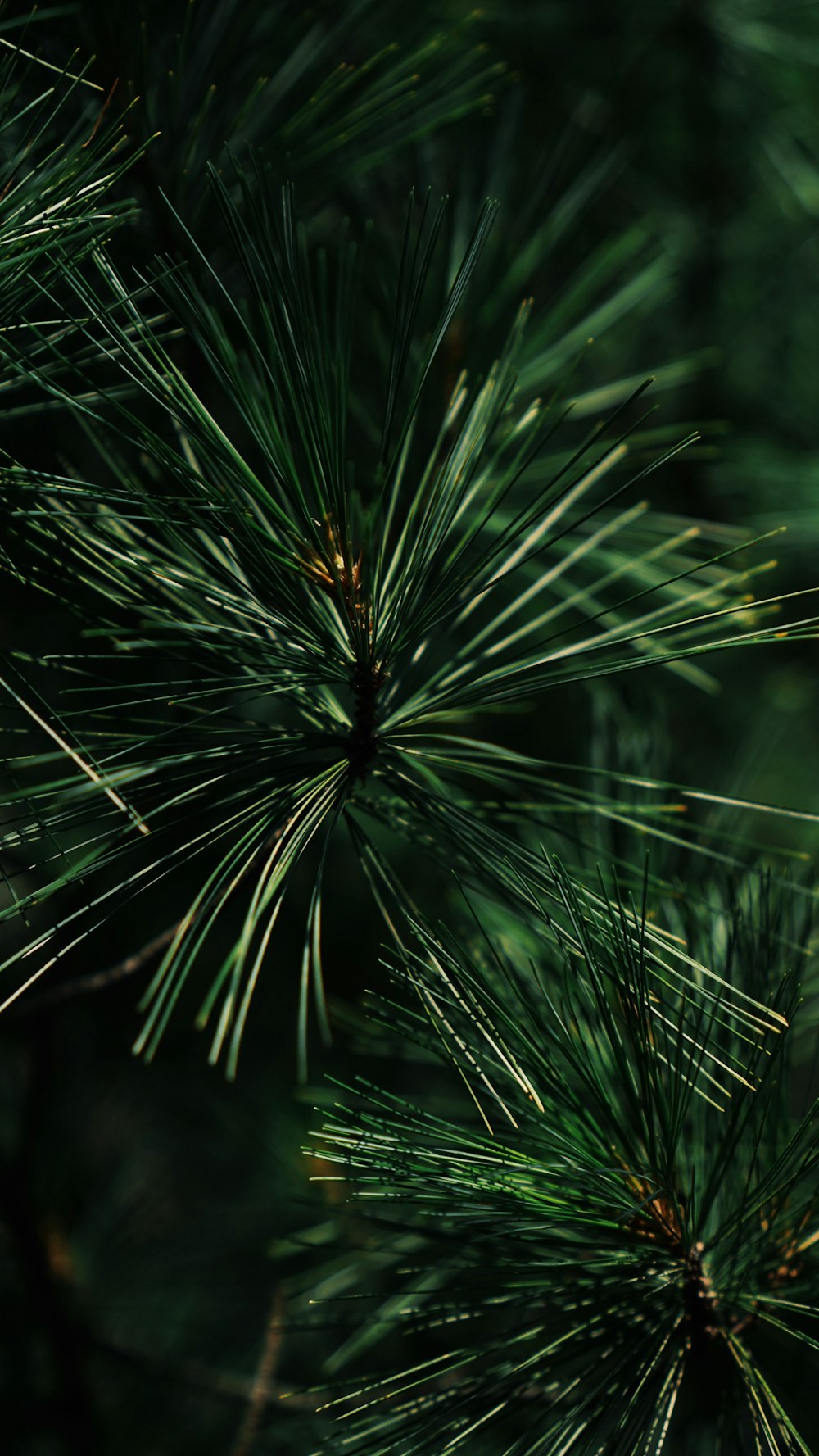 a close up of a pine tree branch