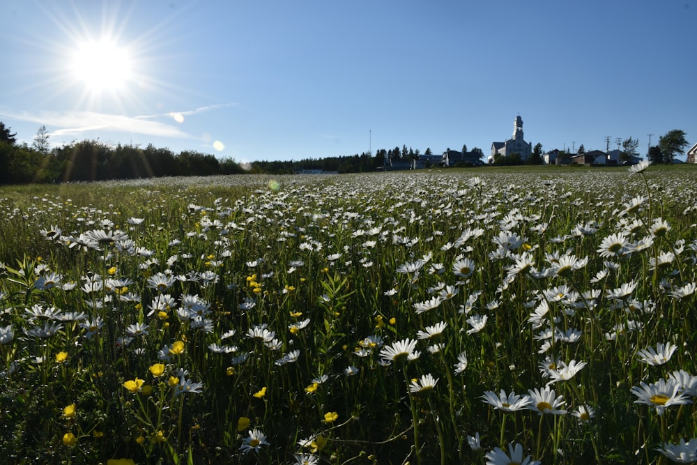 a field of daisies with a church in the background