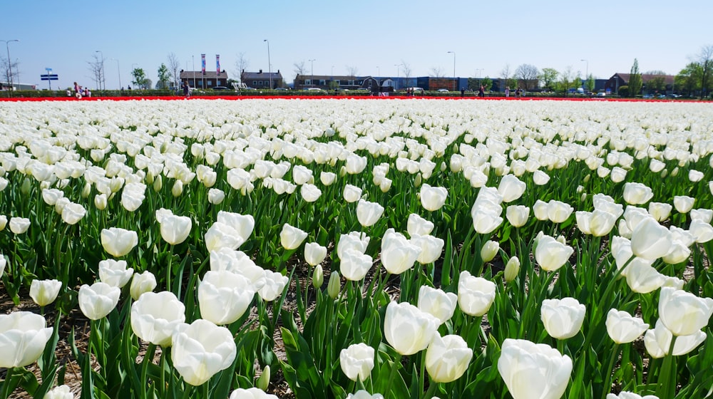 a field of white tulips with a train in the background