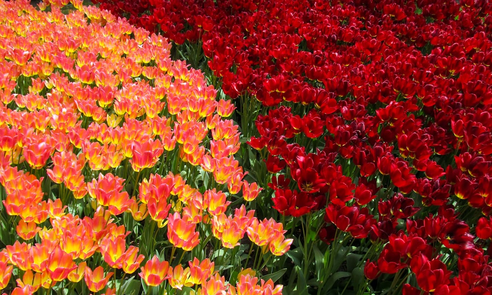 a field full of red and yellow flowers