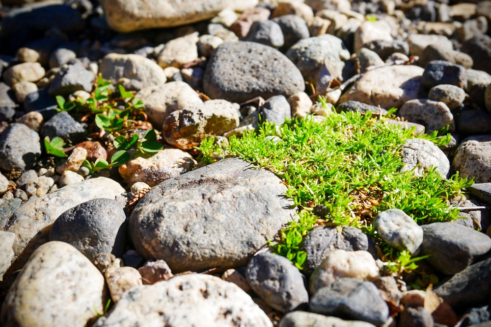 a close up of rocks and grass on the ground