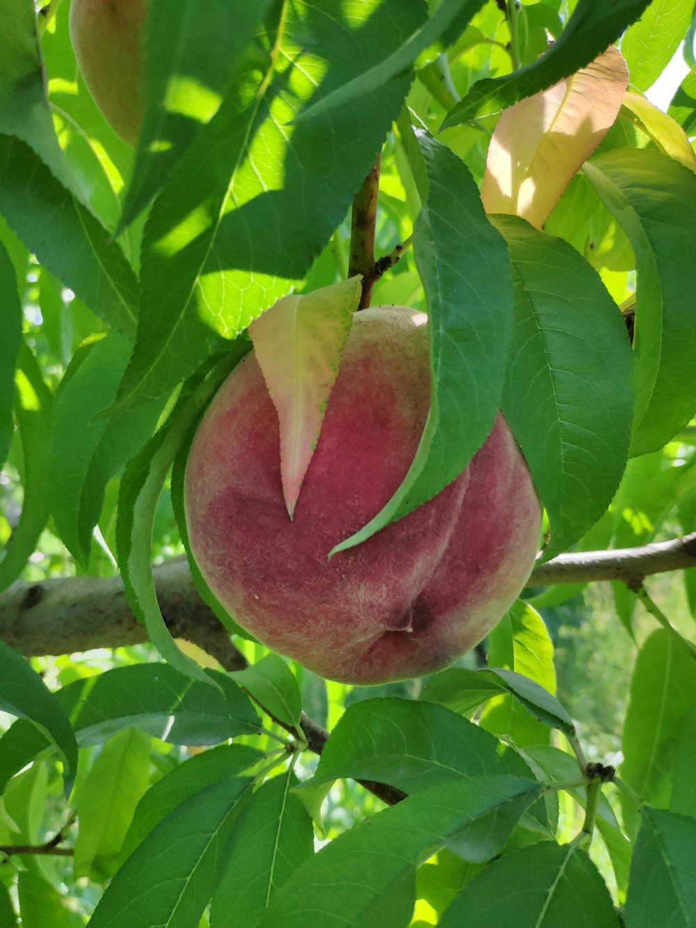 a peach hanging from a tree branch with leaves