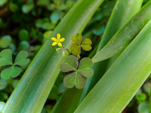 a four leaf clover sits on top of a plant