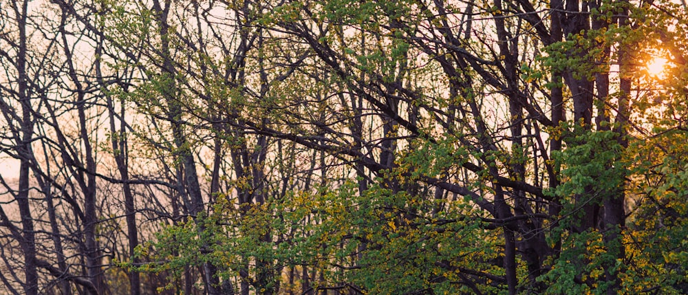 a couple of sheep standing next to each other in a forest