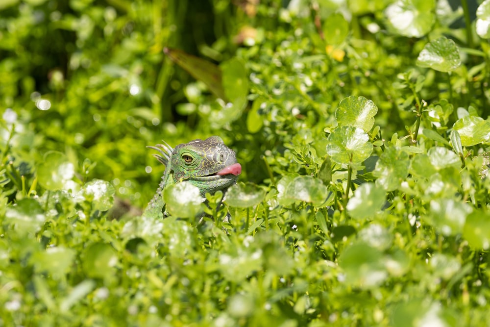 a small lizard in a field of green plants