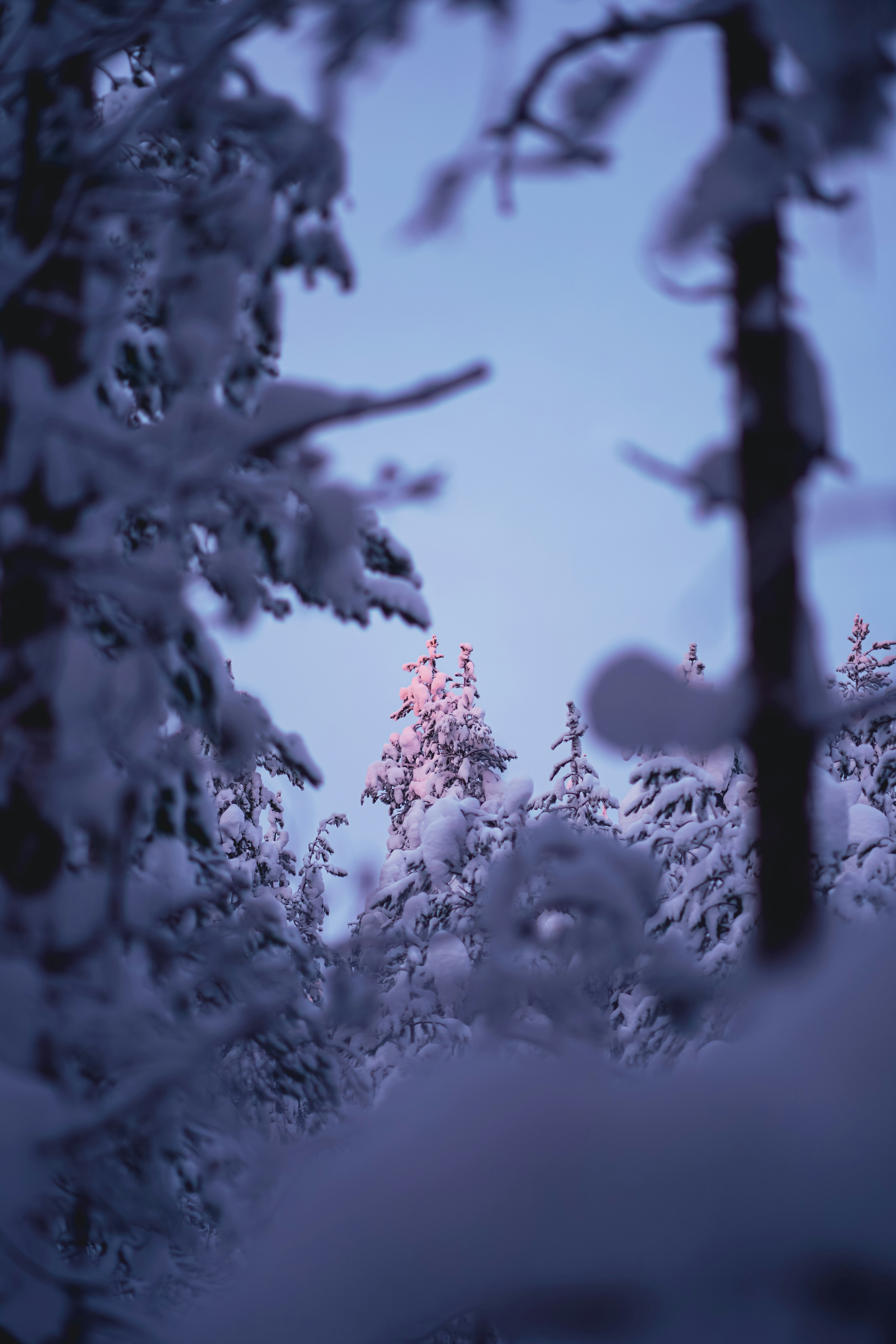 a view of a snow covered forest through a window