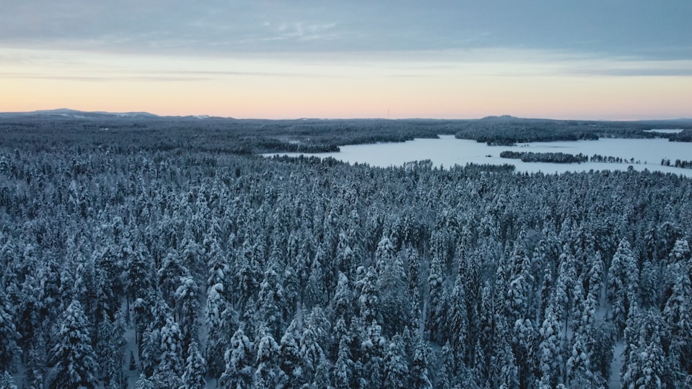 a large body of water surrounded by snow covered trees