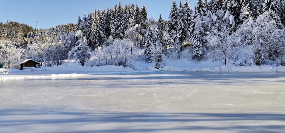 a frozen lake with trees and a cabin in the background