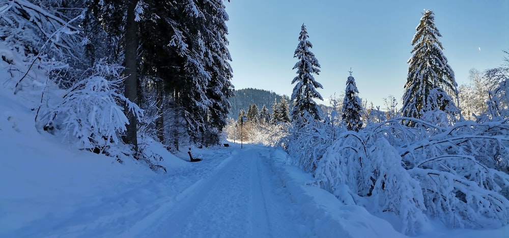 a snow covered road surrounded by snow covered trees