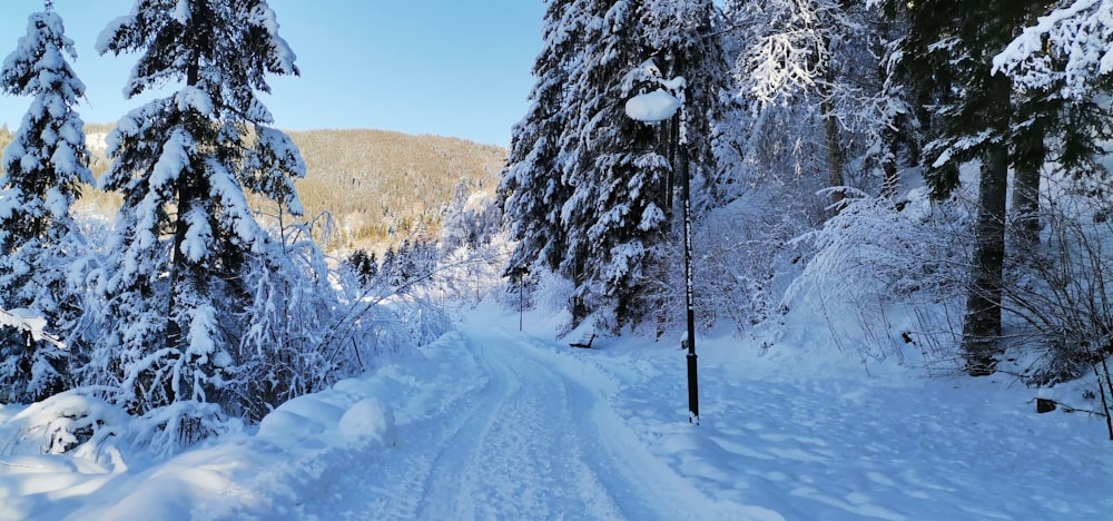 a snow covered road surrounded by tall trees