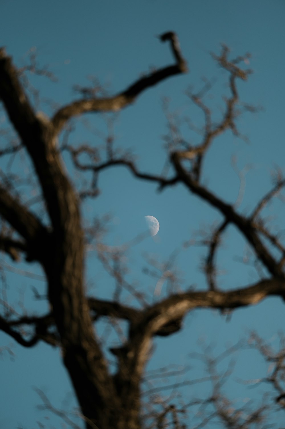 a tree with no leaves and a half moon in the sky