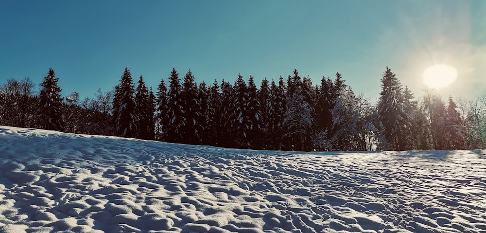 ein schneebedeckter Hügel mit Bäumen im Hintergrund