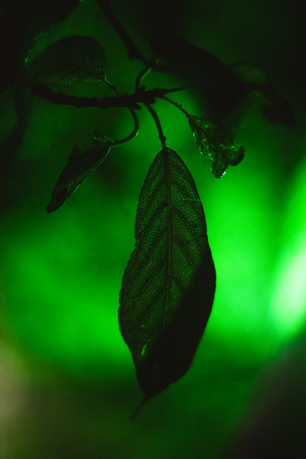 a green light shining on a leaf