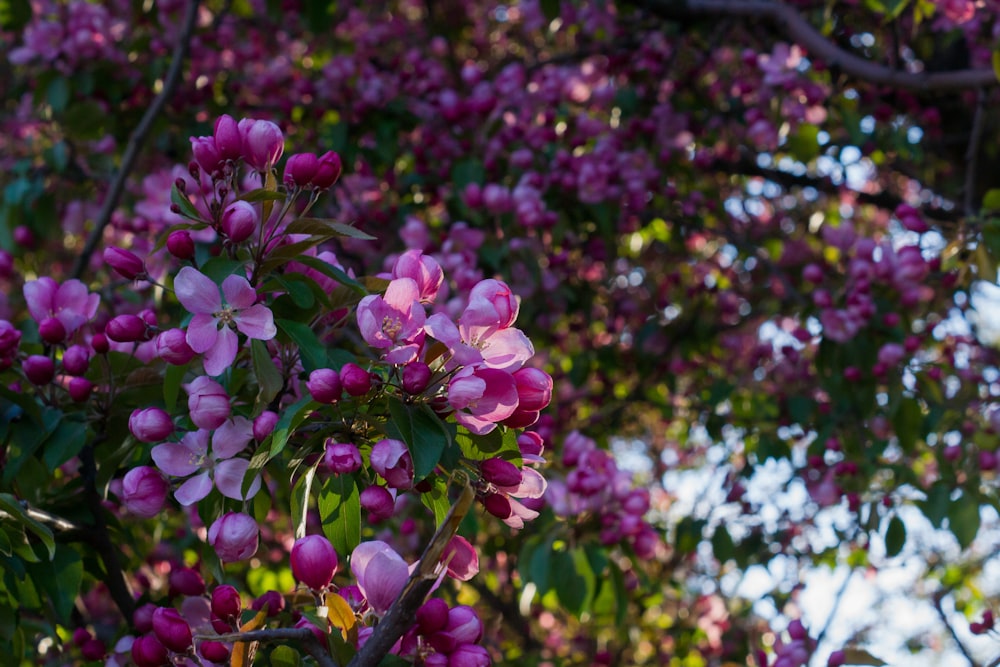 a tree filled with lots of purple flowers