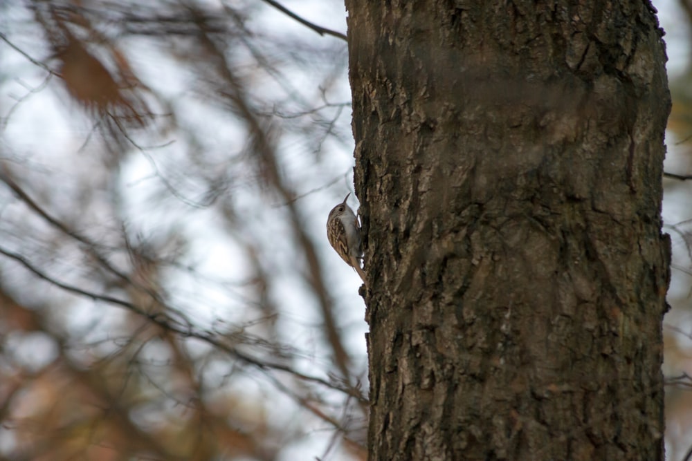 a small bird perched on the side of a tree