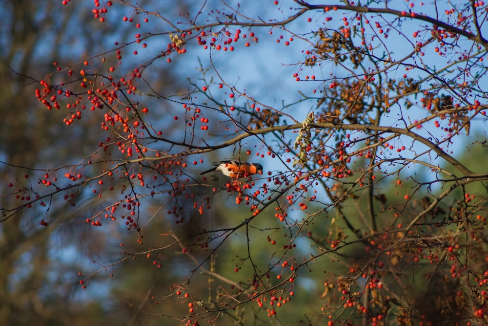 a bird sitting on a branch of a tree with berries