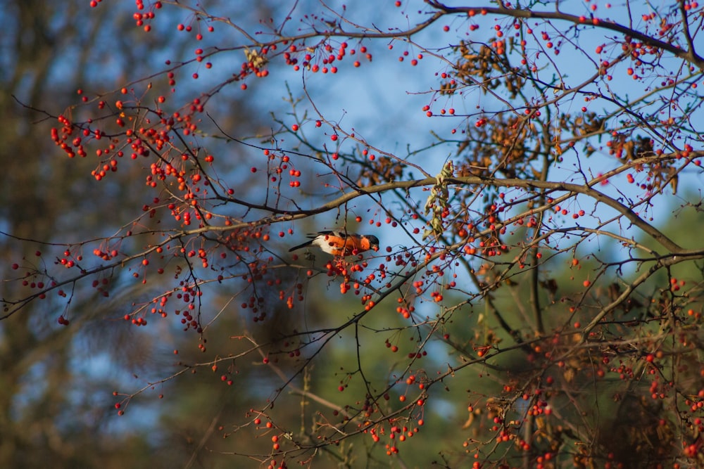 un oiseau assis sur une branche d’arbre avec des baies