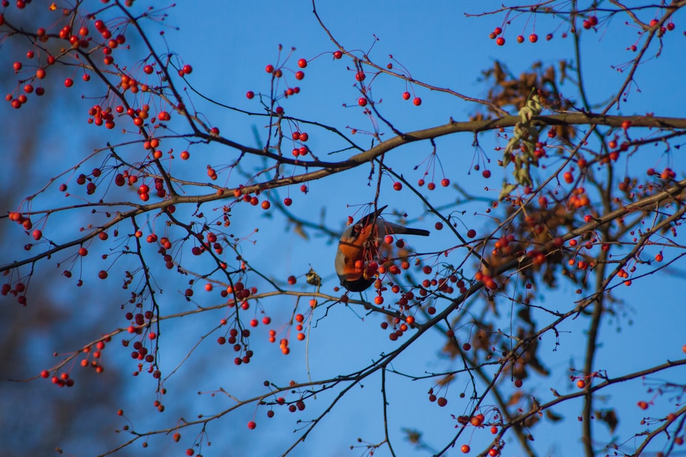 Ein Vogel sitzt auf einem Baum voller Beeren