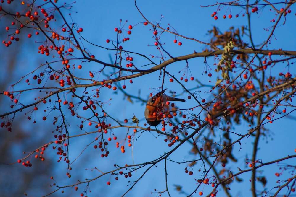 a bird sitting on top of a tree filled with berries