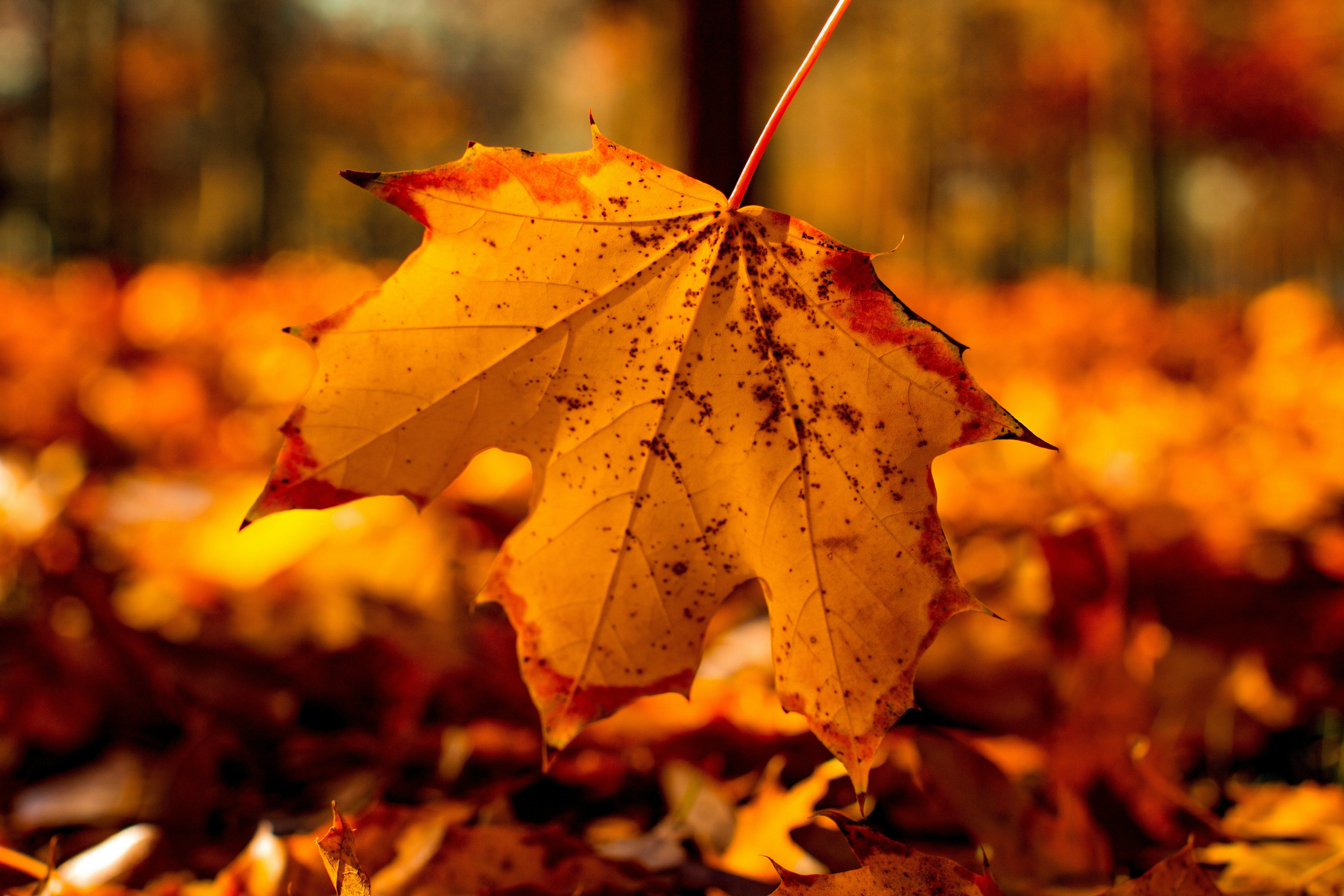 Photo by emmanuelphaeton