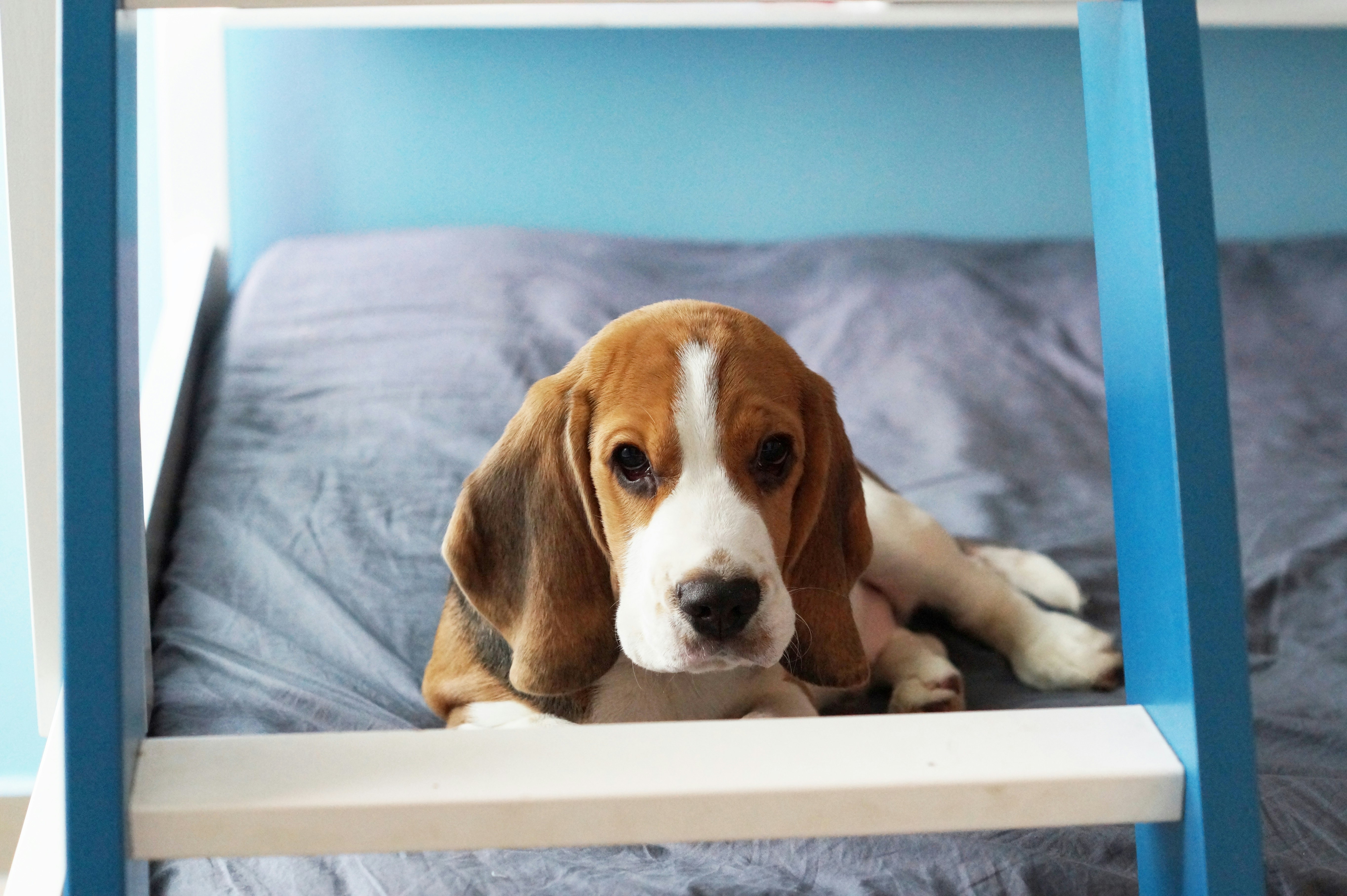 a brown and white dog laying on top of a bed