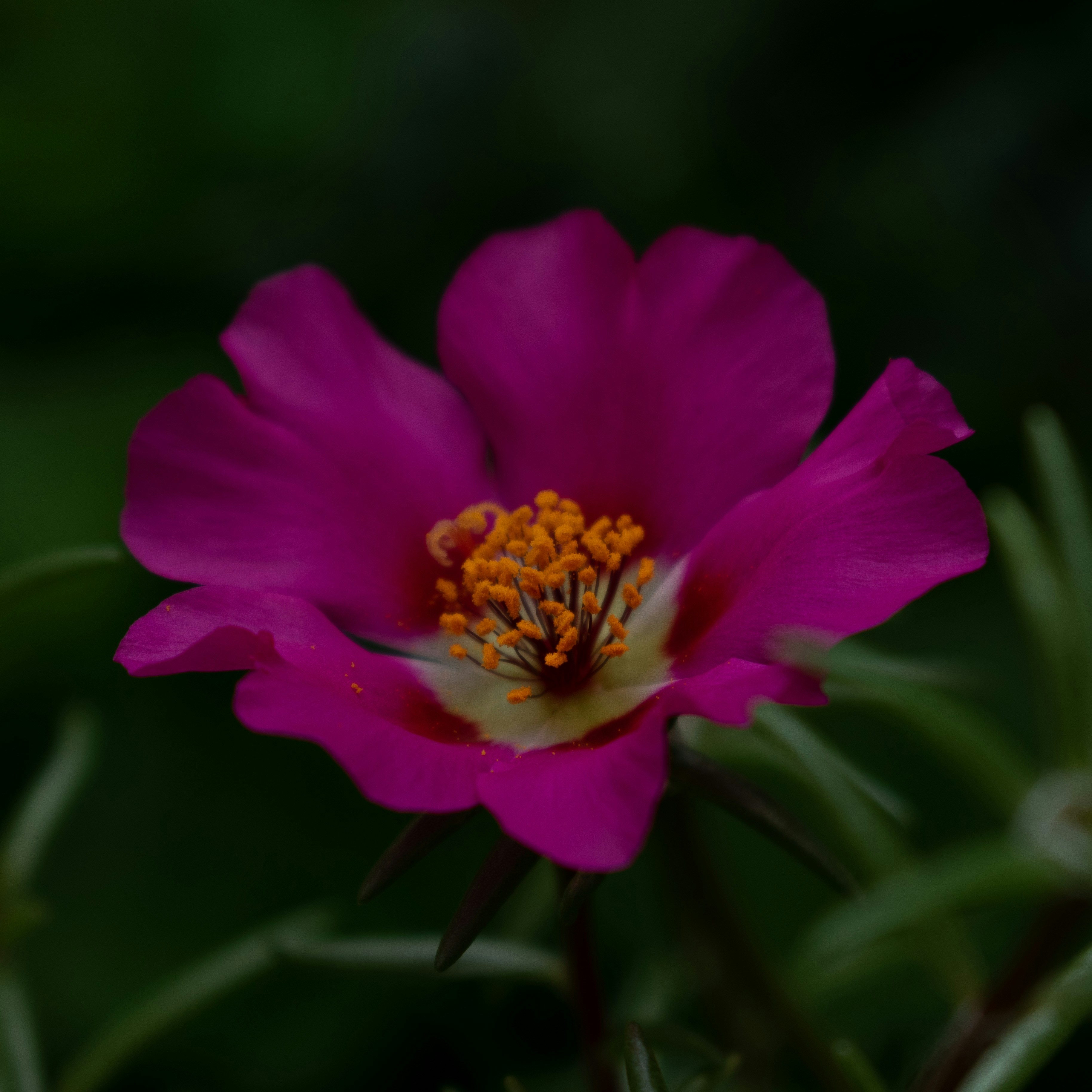 Photo by vjeblackbirdlion