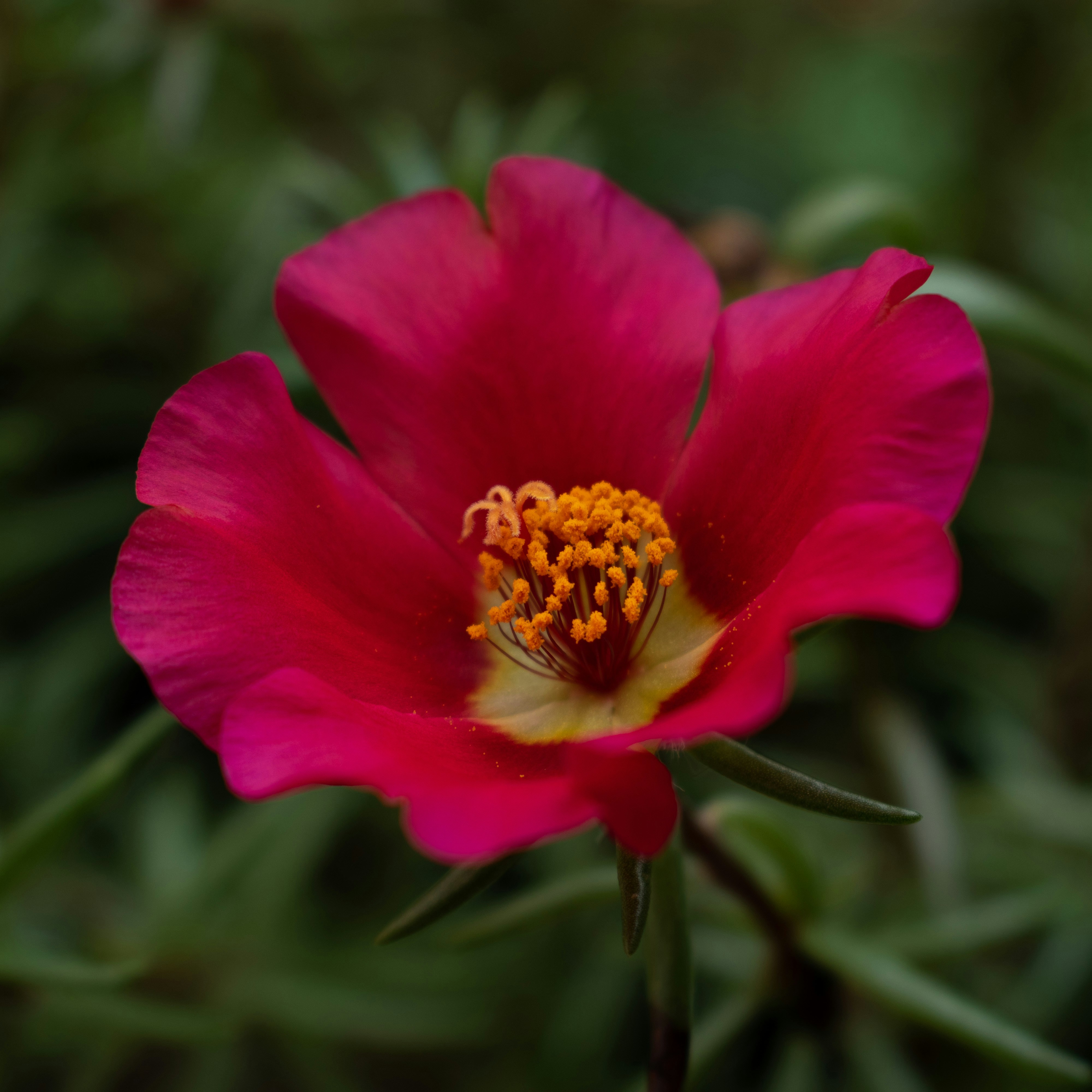 Photo by vjeblackbirdlion