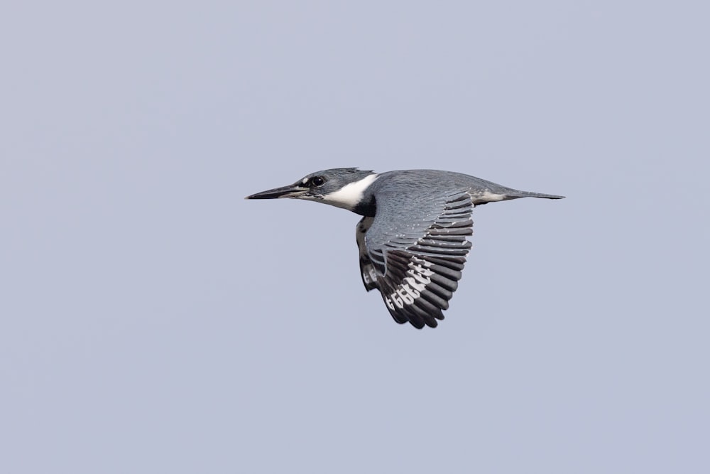 a bird flying in the sky with its wings spread