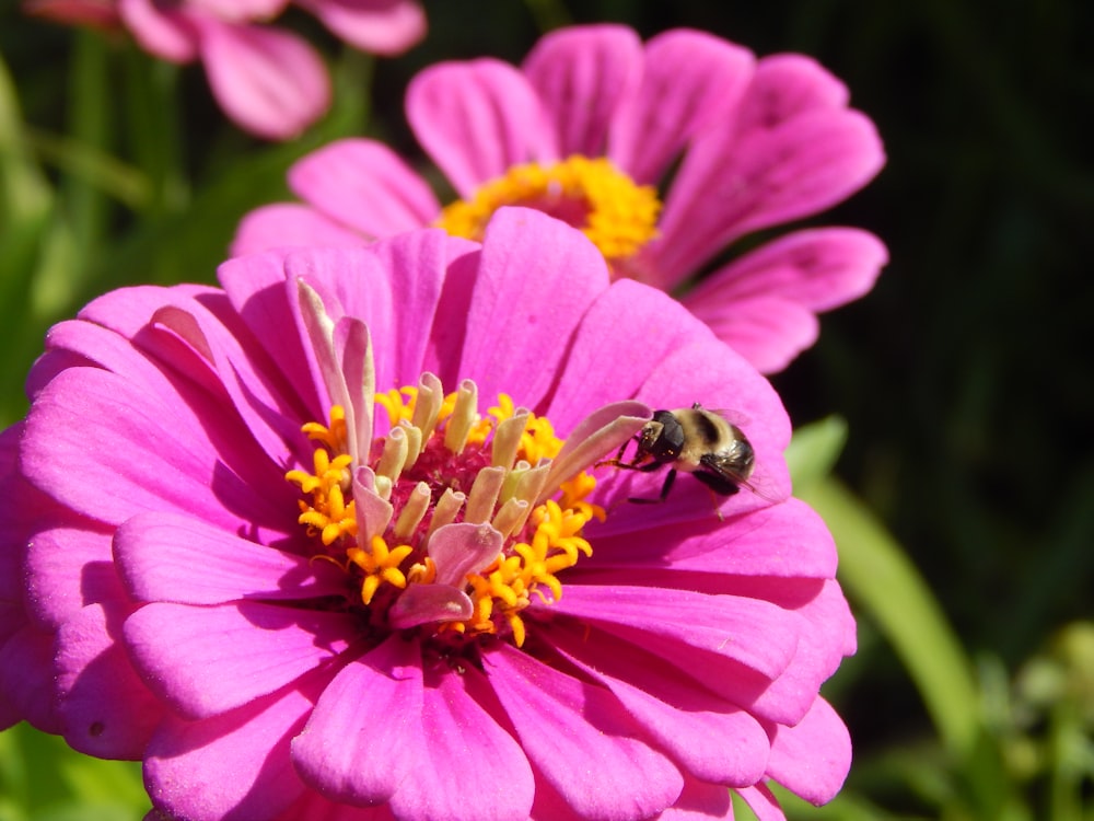 a pink flower with a bee on it