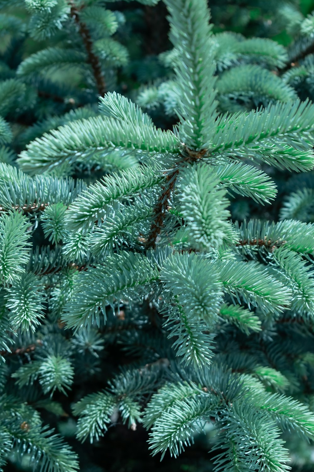 a close up of a pine tree with green needles