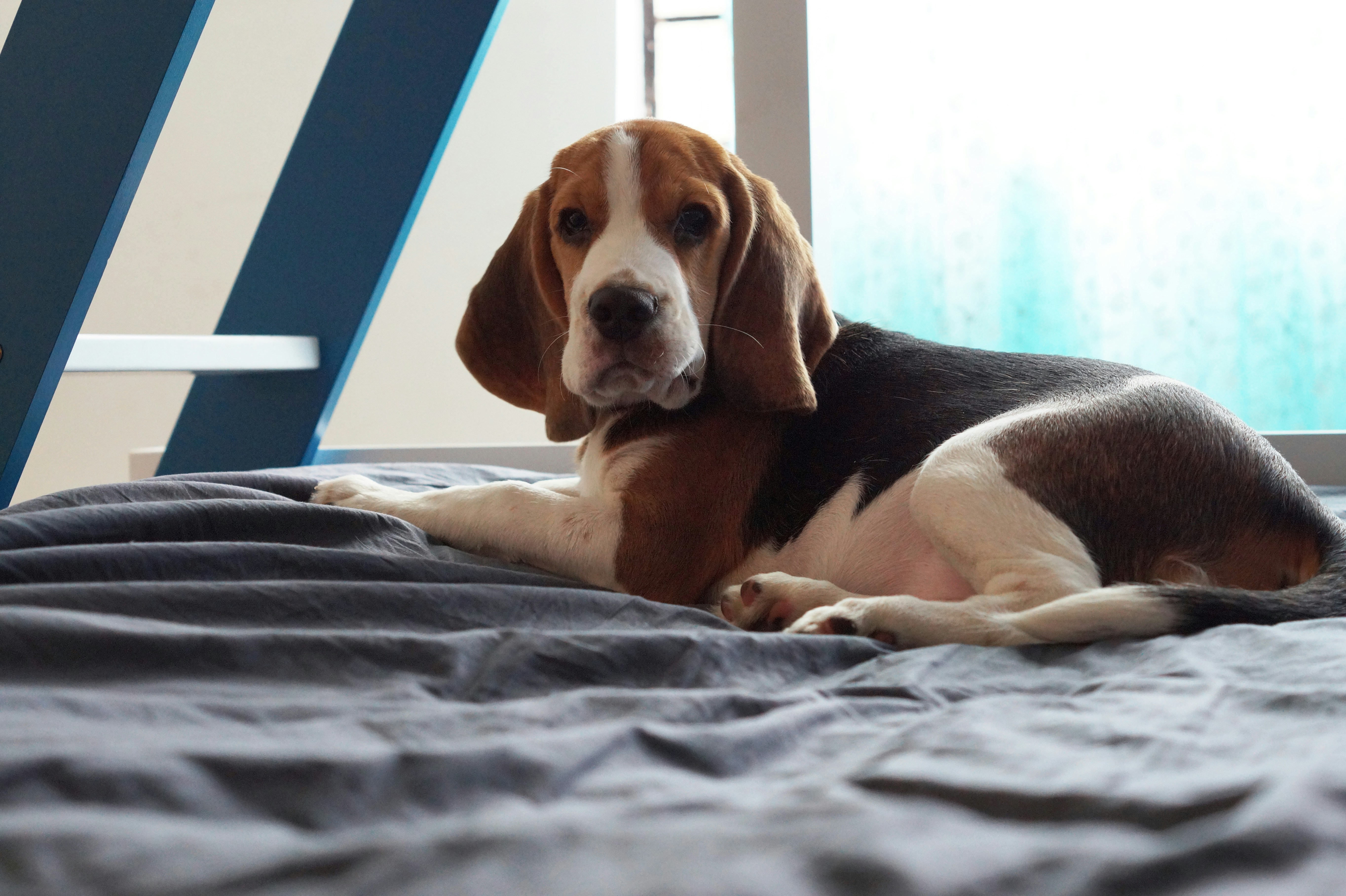 a brown and white dog laying on top of a bed
