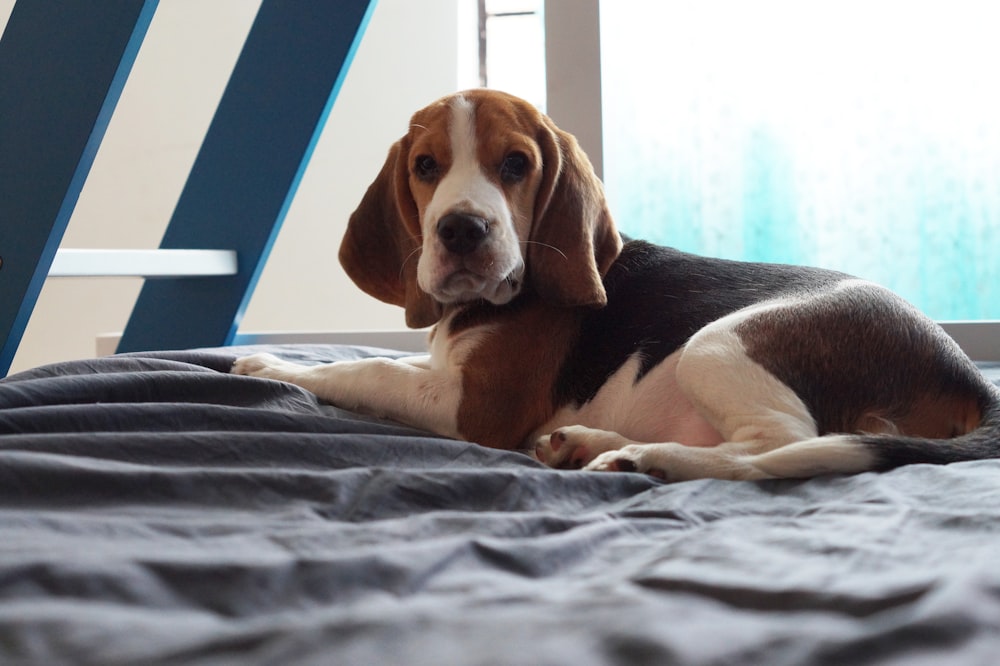 a brown and white dog laying on top of a bed